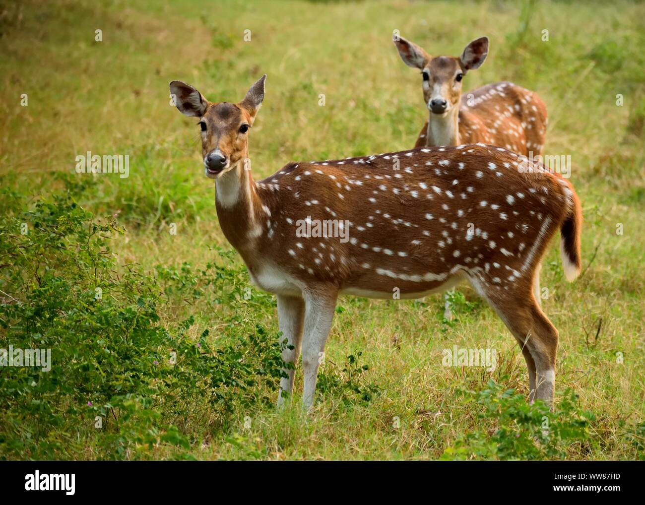 Due avvistato cervi nella foresta in posa nella parte anteriore della fotocamera. Foto Stock