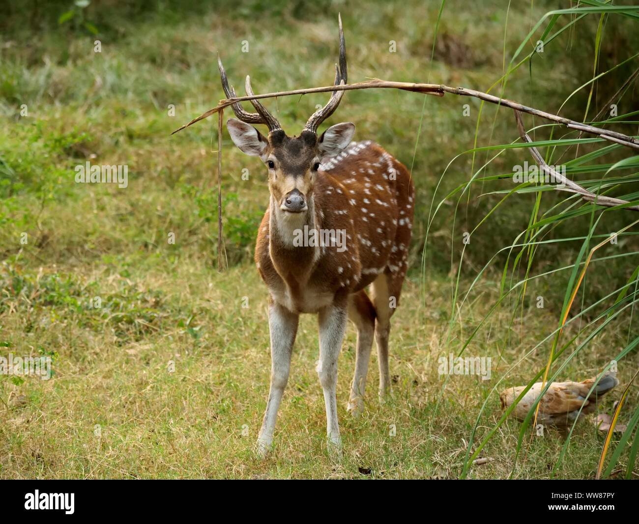 Deer ti notino da giungla Foto Stock