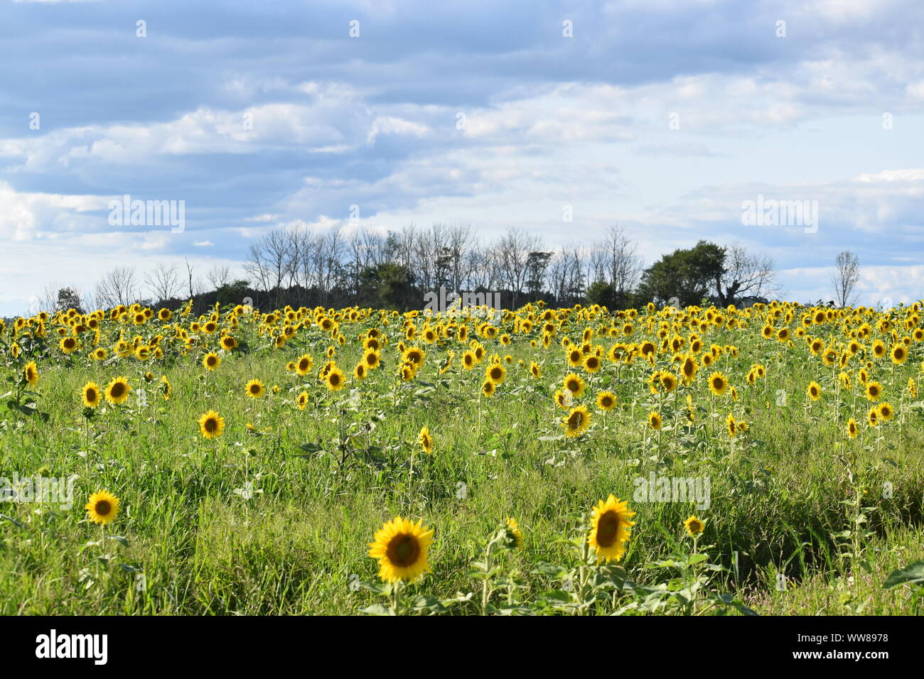 Girasoli su una farm di semi di girasole Foto Stock