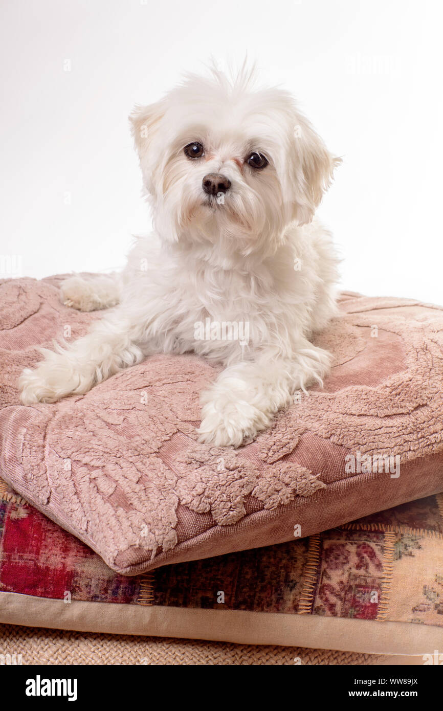 Ritratto di un cane Maltese Foto Stock