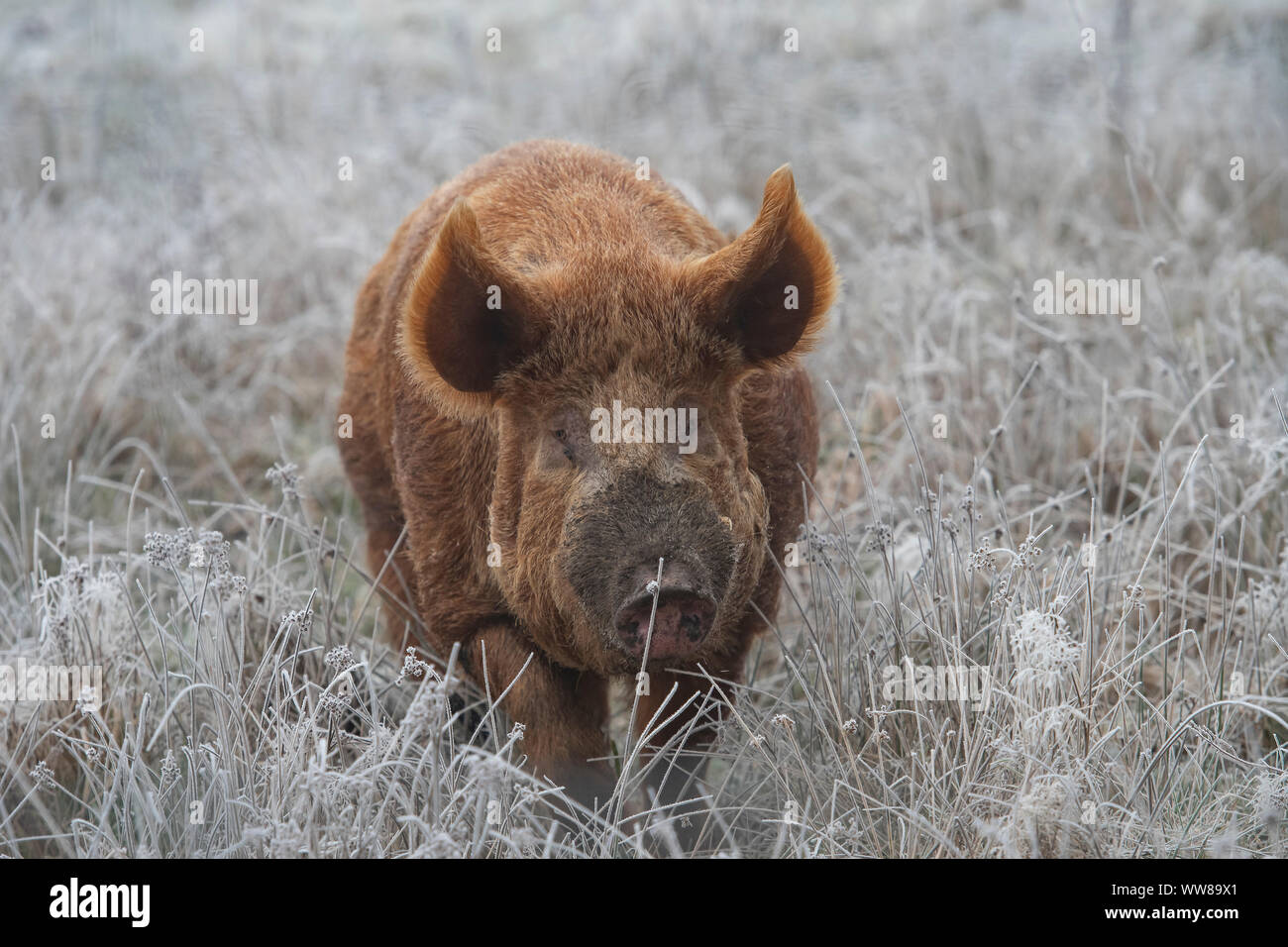 Tamworth maiale (Sus scrofa domesticus), Dumfries Scozia SW Foto Stock