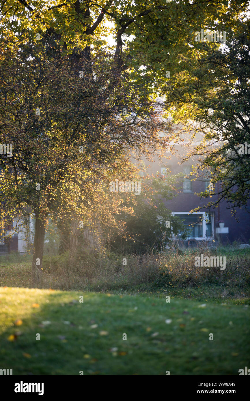 Paesi Bassi, Groningen, raggi di sole che splende attraverso gli alberi Foto Stock