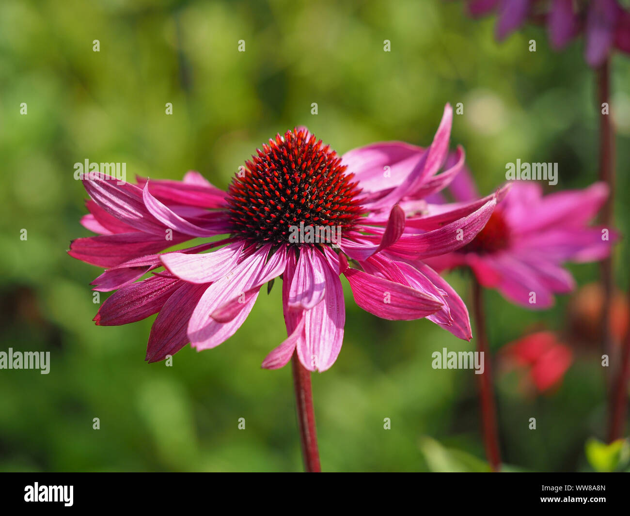 Primo piano di una rosa Purple coneflower (Echinacea) fioritura in un giardino Foto Stock