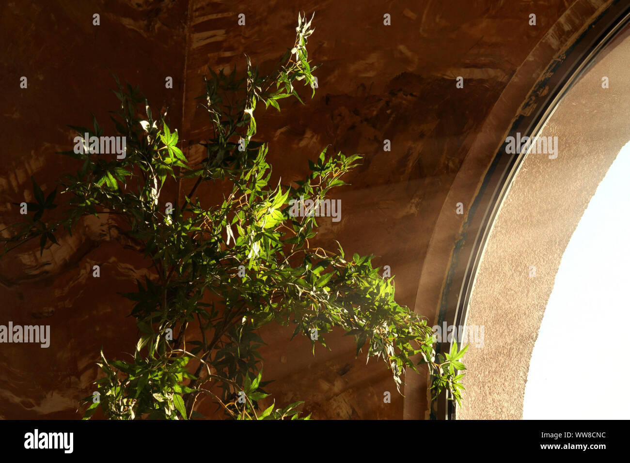 Una grande pianta verde dalla finestra in bellissimi raggi di luce. Foto Stock