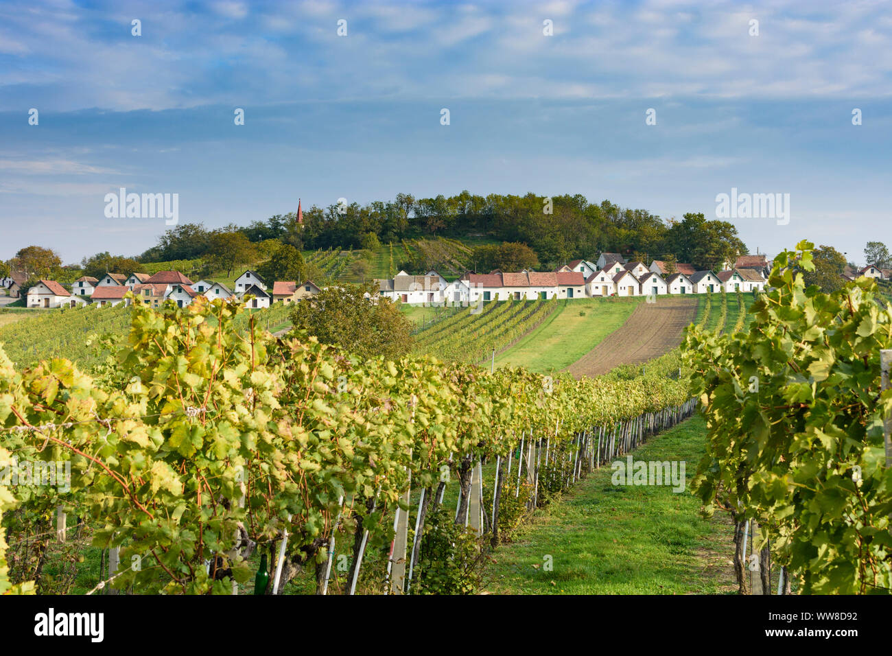 WildendÃ¼Rnbach, Kellergasse (cantina lane) con Presshaus (premere casa) a hill Galgenberg, vigneto, il vino nel Weinviertel (vino trimestre), Austria Inferiore, Austria Foto Stock