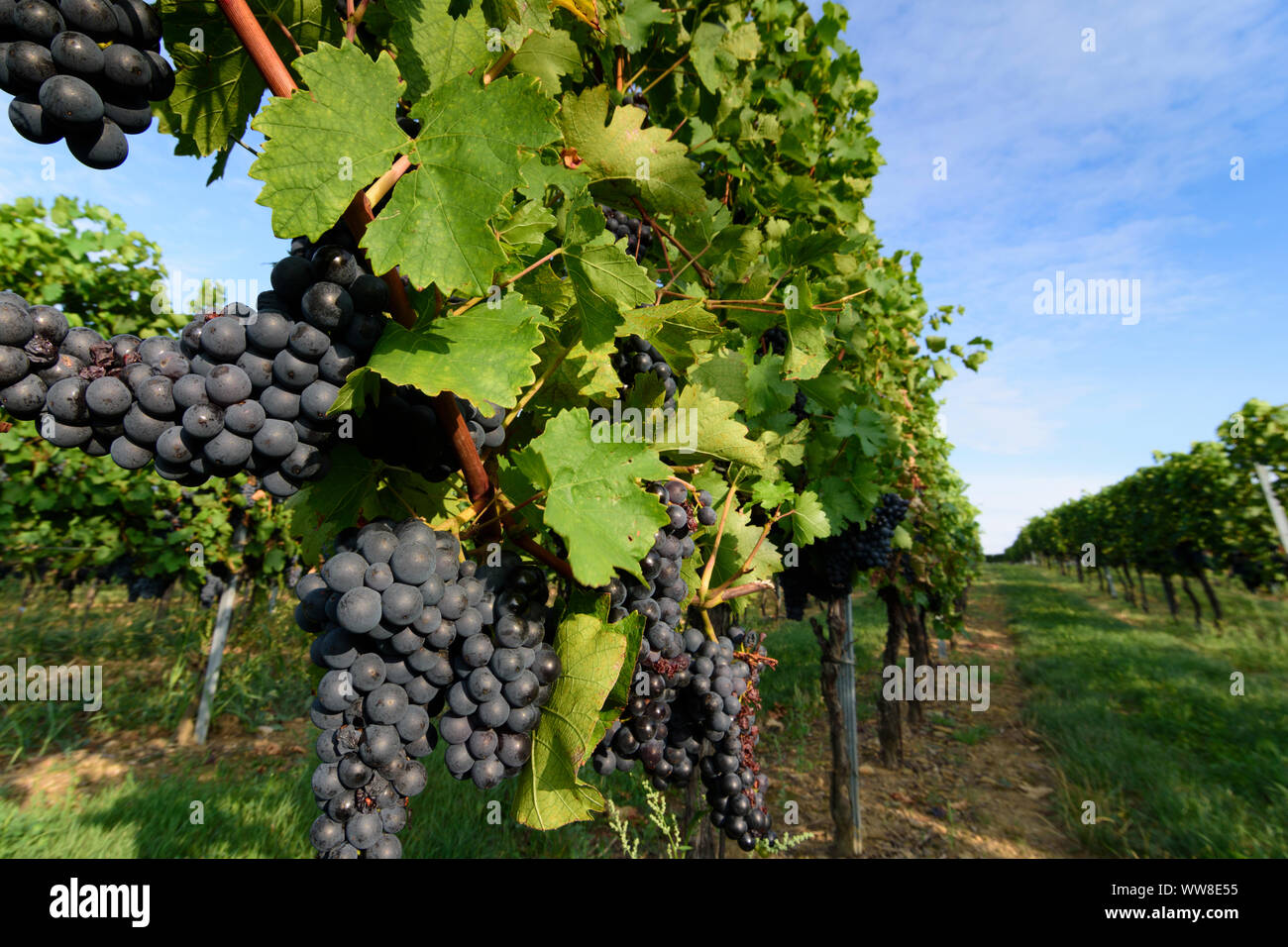 Baden, vigneto, vino, vino rosso Uva, Wienerwald, boschi di Vienna, Austria Inferiore, Austria Foto Stock