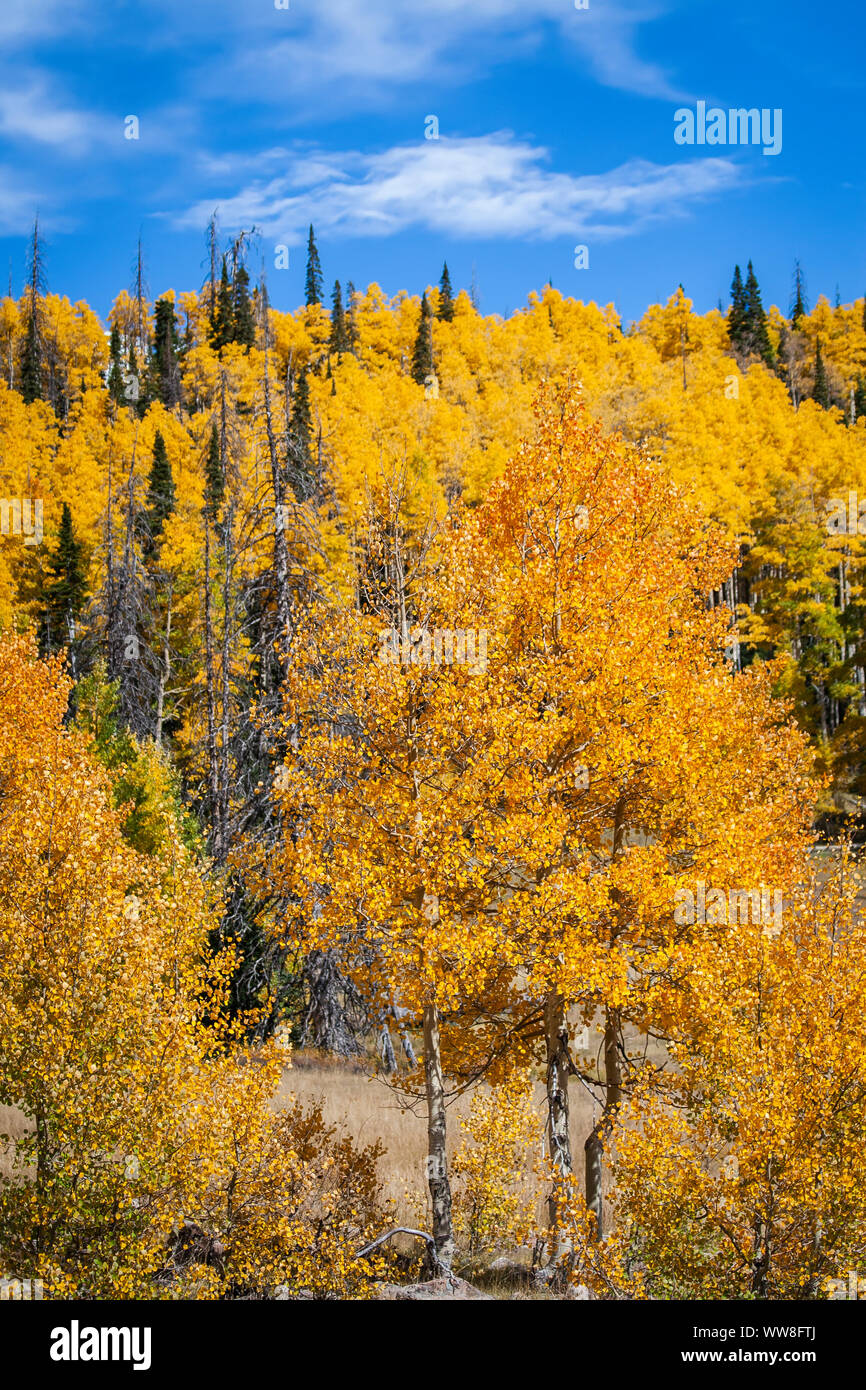 In autunno gli alberi di pini e alberi Aspens Pando uliveti situati su una collina cielo blu con nuvole di luce nel sud dello Utah Foto Stock