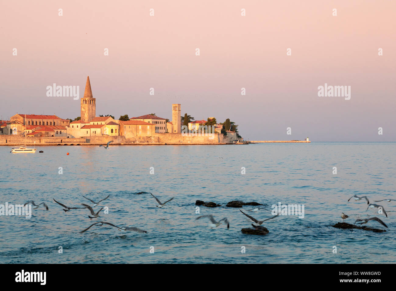Porec, città vecchia vista della costa con i gabbiani sorvolano il mare, Istria, Croazia Foto Stock