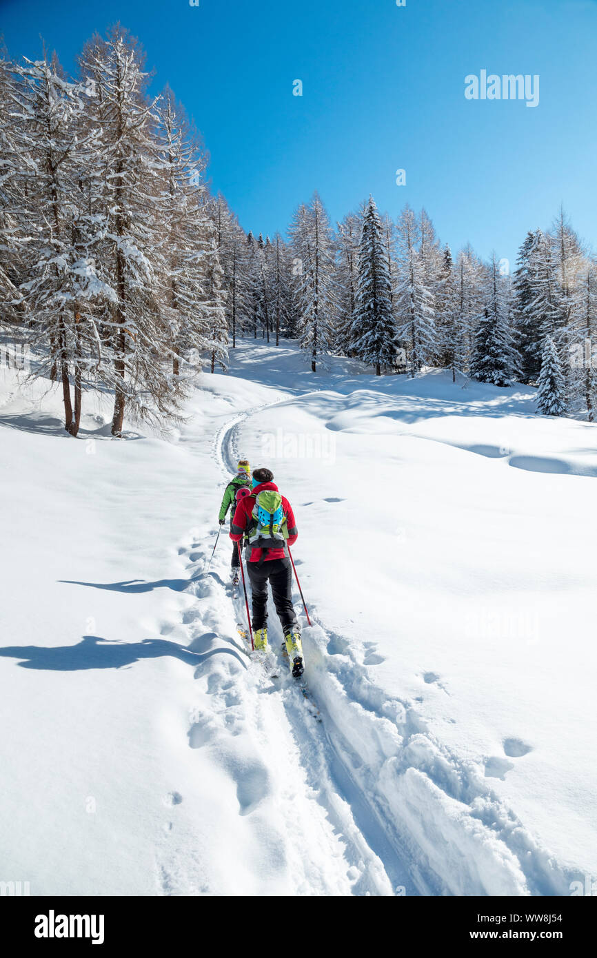 Bosco di larici dopo una nevicata con sci alpinisti Valfredda, Valle del Biois, Falcade, Belluno, Veneto, Italia Foto Stock
