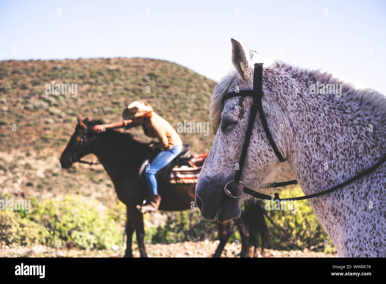 Cavallo e lo stile di vita degli animali in amicizia con gli esseri umani e le persone all'esterno le attività per il tempo libero in montagna Foto Stock