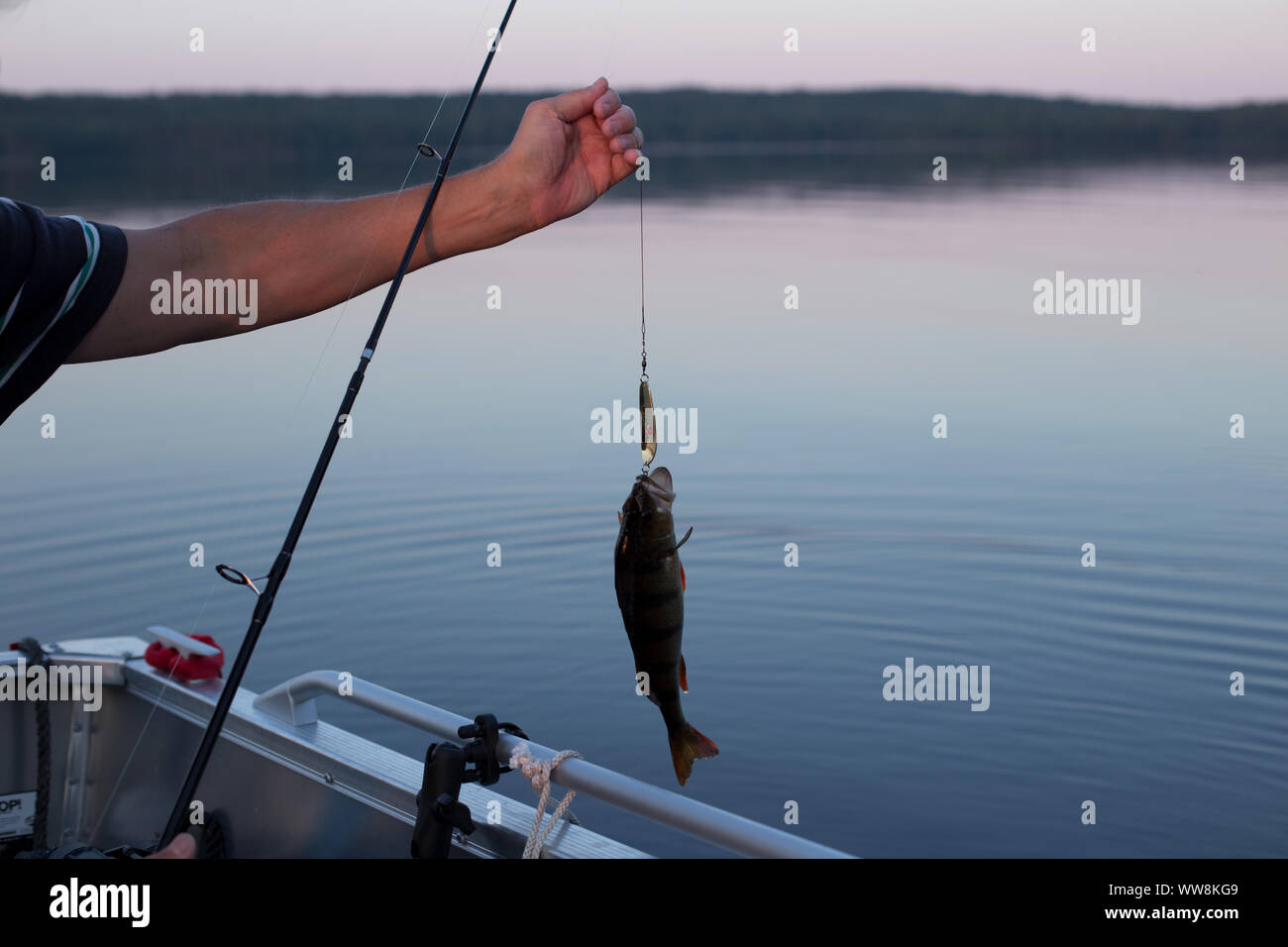 Cattura del pesce, pesce persico (Perca fluviatilis), lakescape, Finlandia Foto Stock