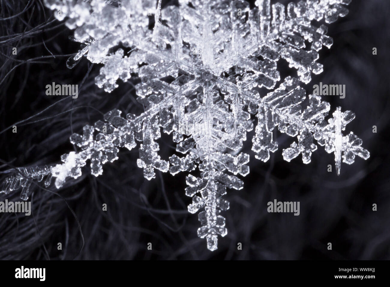 Il simbolo del fiocco di neve, extreme fotografia macro Foto Stock