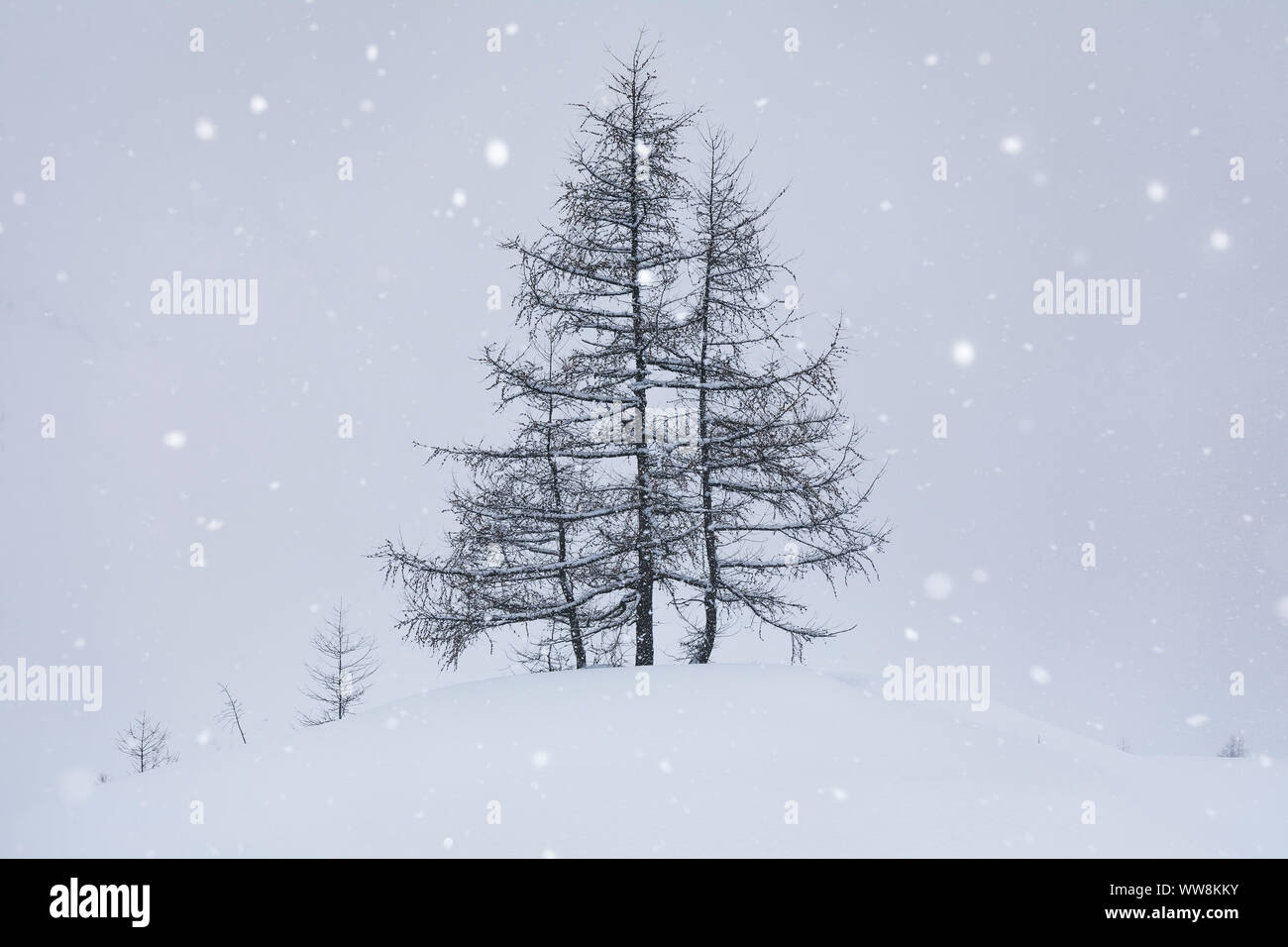 Alberi di larici in inverno sotto la nevicata, Kasern / Casere, Predoi / Predoi, Valle Aurina, Bolzano, Alto Adige, Italia Foto Stock