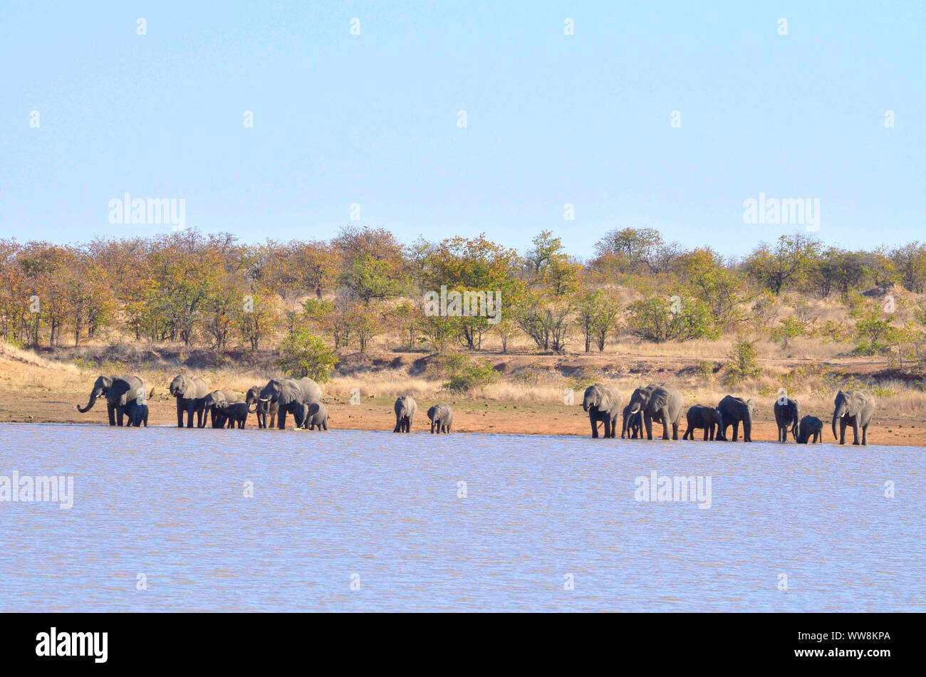 Elefanti a Sable nascondere, Parco Nazionale Kruger Foto Stock