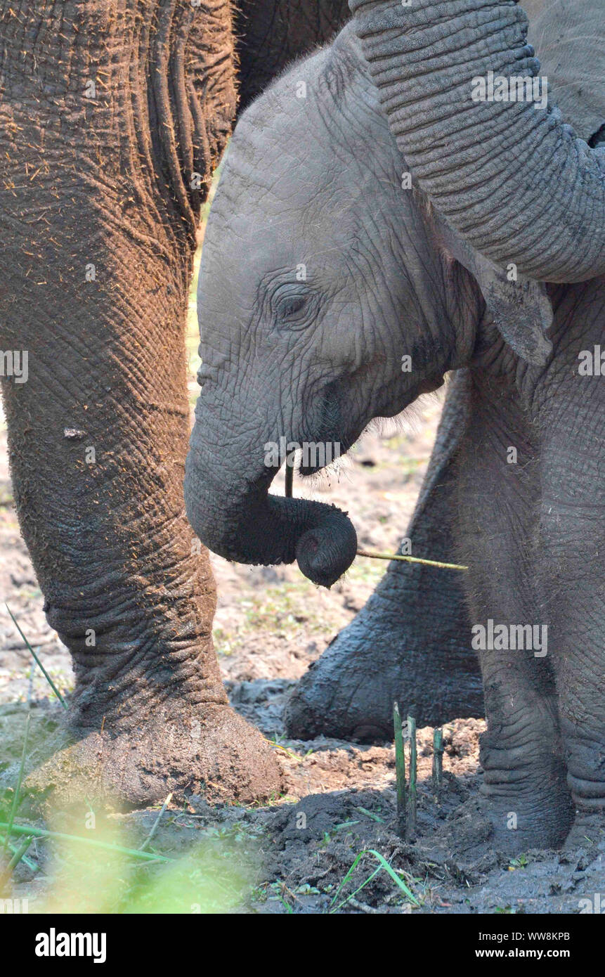 Vitello di elefante tra gli adulti, Parco Nazionale Kruger Foto Stock