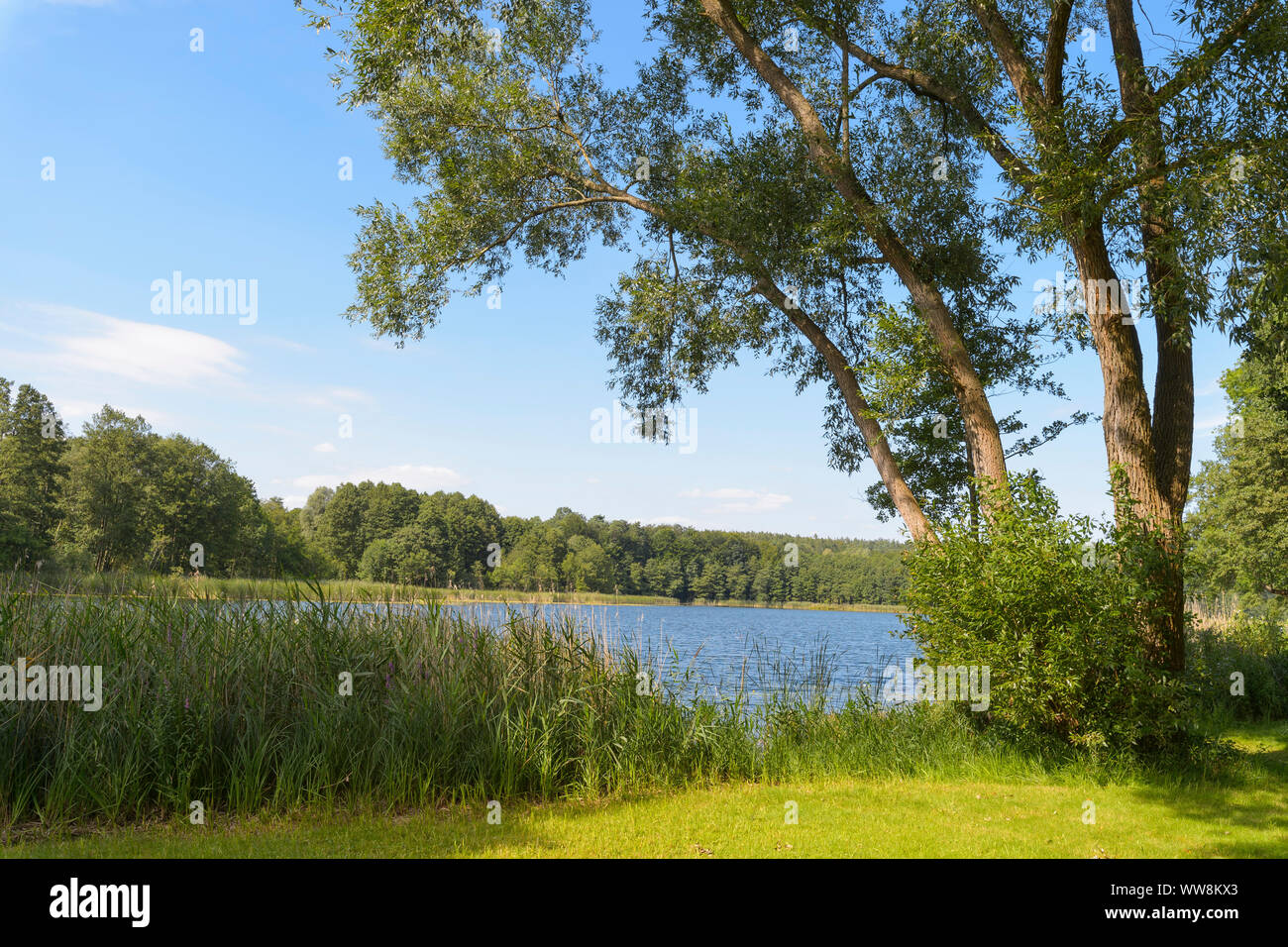 Lago Dagosee in estate, Neuglobsow, Rheinsberg, Ruppiner Land, Brandeburgo, Germania Foto Stock