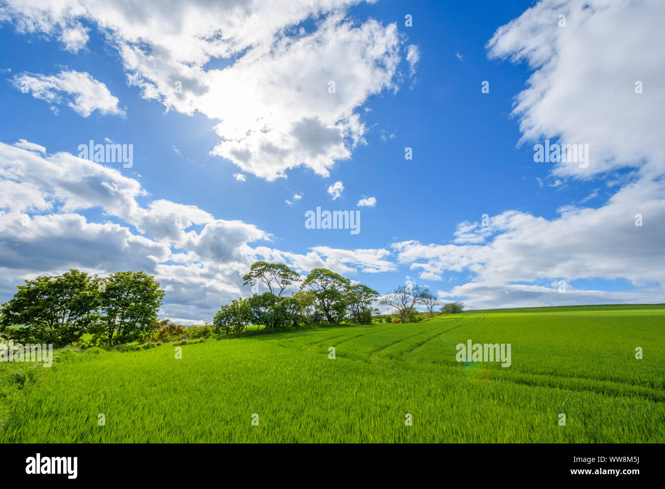Campagna in primavera, St Abbs, Scotland, Regno Unito Foto Stock