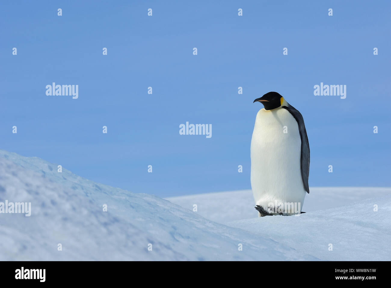 Pinguini imperatore, Aptenodytes forsteri, adulto, Snow Hill Island, Penisola Antartica, Antartide Foto Stock