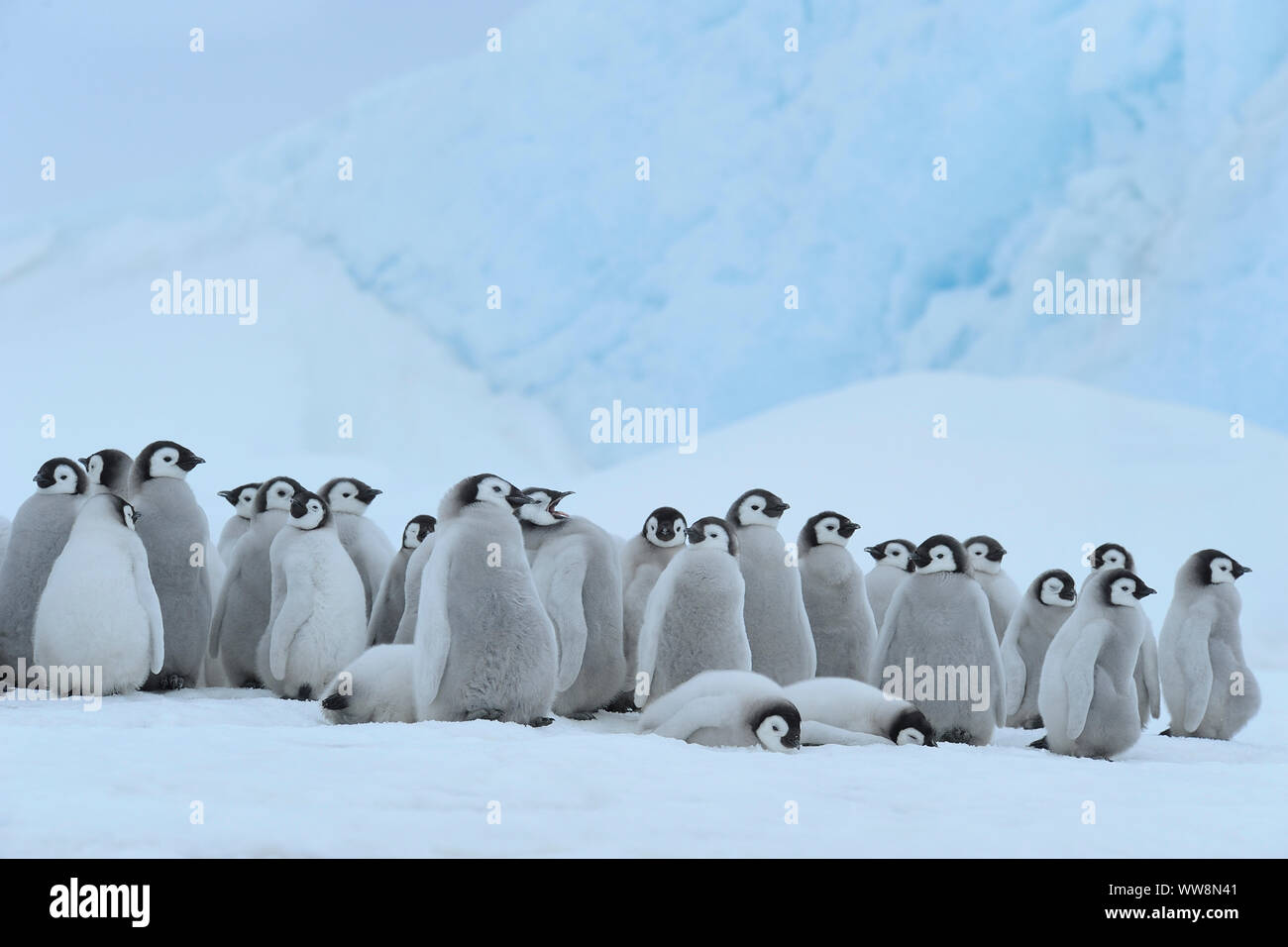 Pinguini imperatore, Aptenodytes forsteri, gruppo di pulcini, Snow Hill Island, Penisola Antartica, Antartide Foto Stock