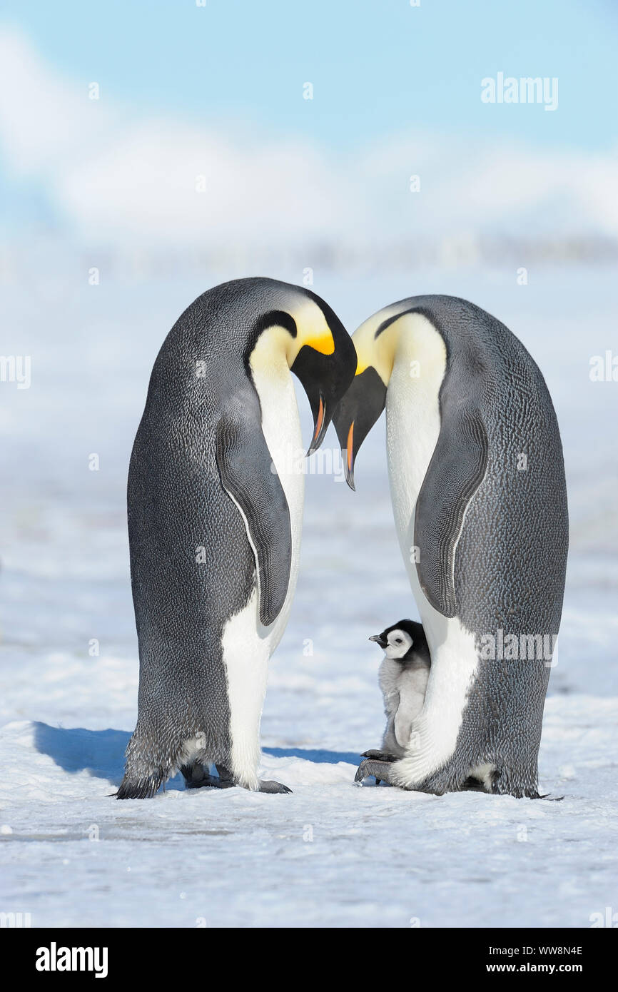 Pinguini imperatore, Aptenodytes forsteri, coppia con pulcino, Snow Hill Island, Penisola Antartica, Antartide Foto Stock