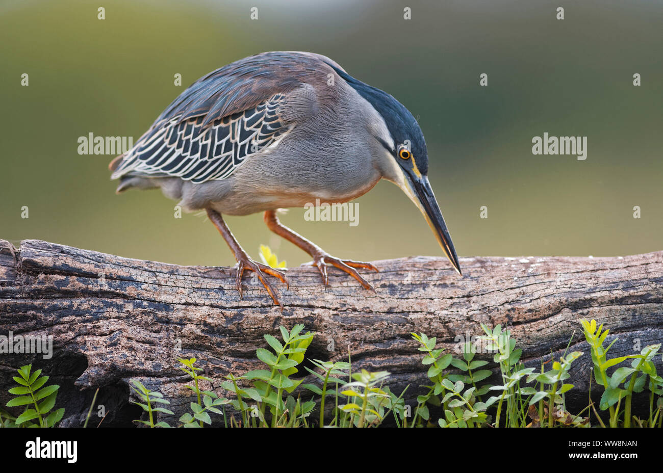 Airone striato (Butorides striata), appollaiato su uno stelo, Kwazulu Natal, Sud Africa Foto Stock