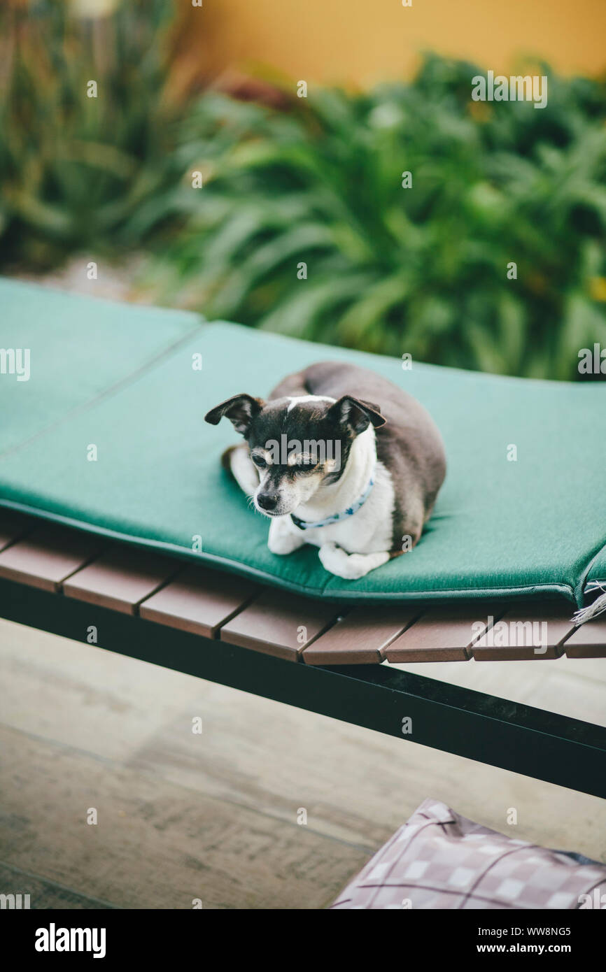 Piccolo cane dormire su di una sedia a sdraio Foto Stock