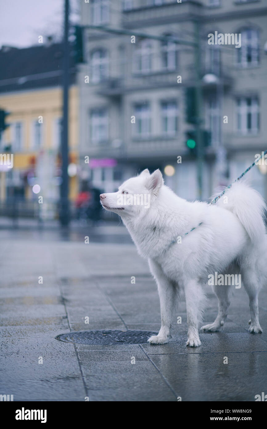 Bianco di cani husky cerca da qualche parte nelle strade di Berlino Foto Stock