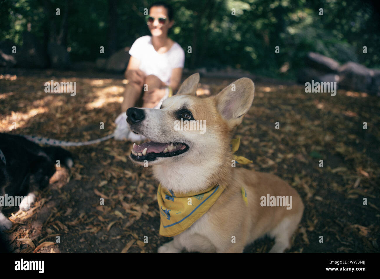 Cane corgi guardando il cielo nel parco Foto Stock