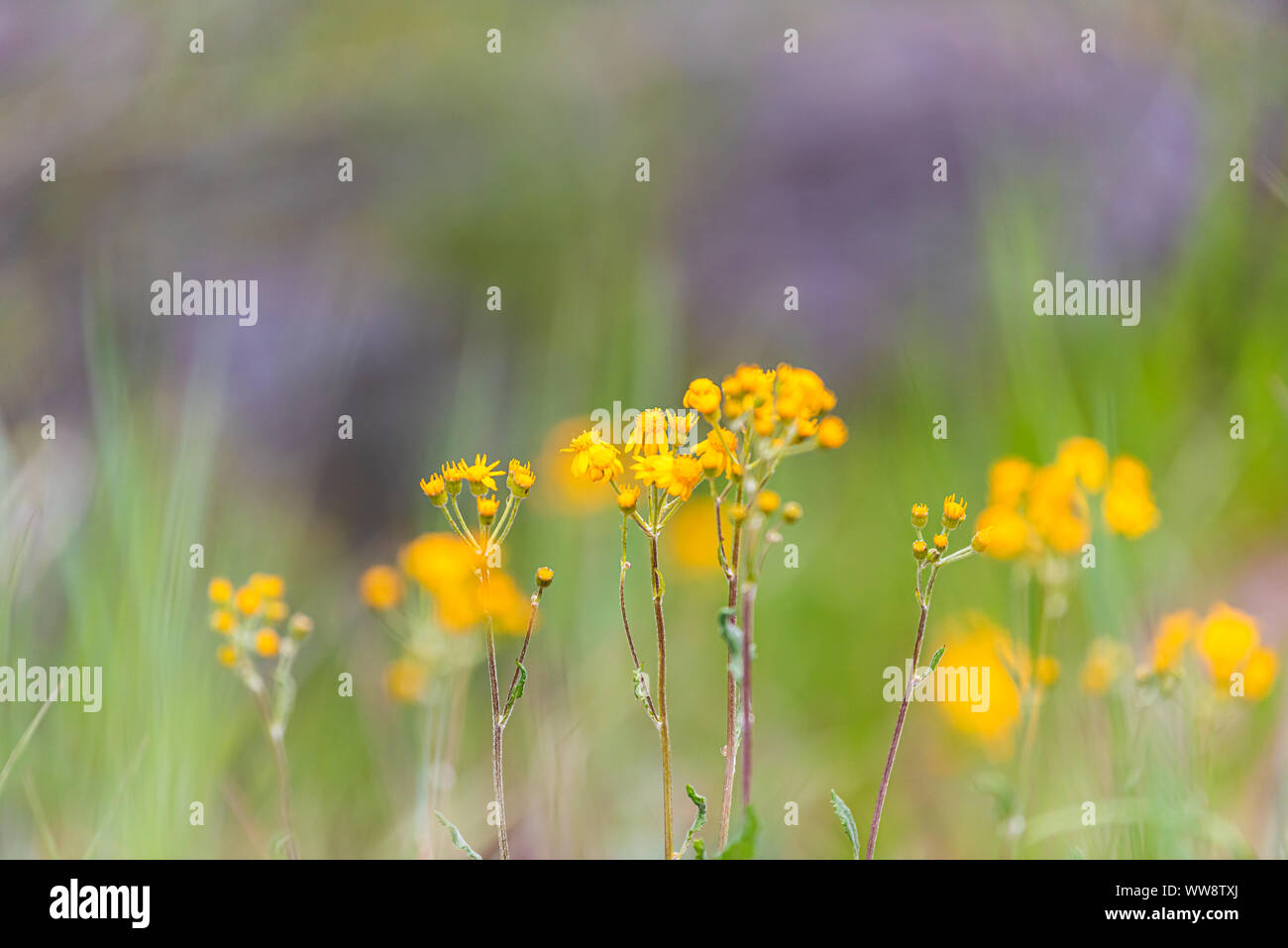 Macro closeup di tall fiori gialli fiori selvatici in Redstone, Colorado Montagne con bokeh sfondo sfocato Foto Stock