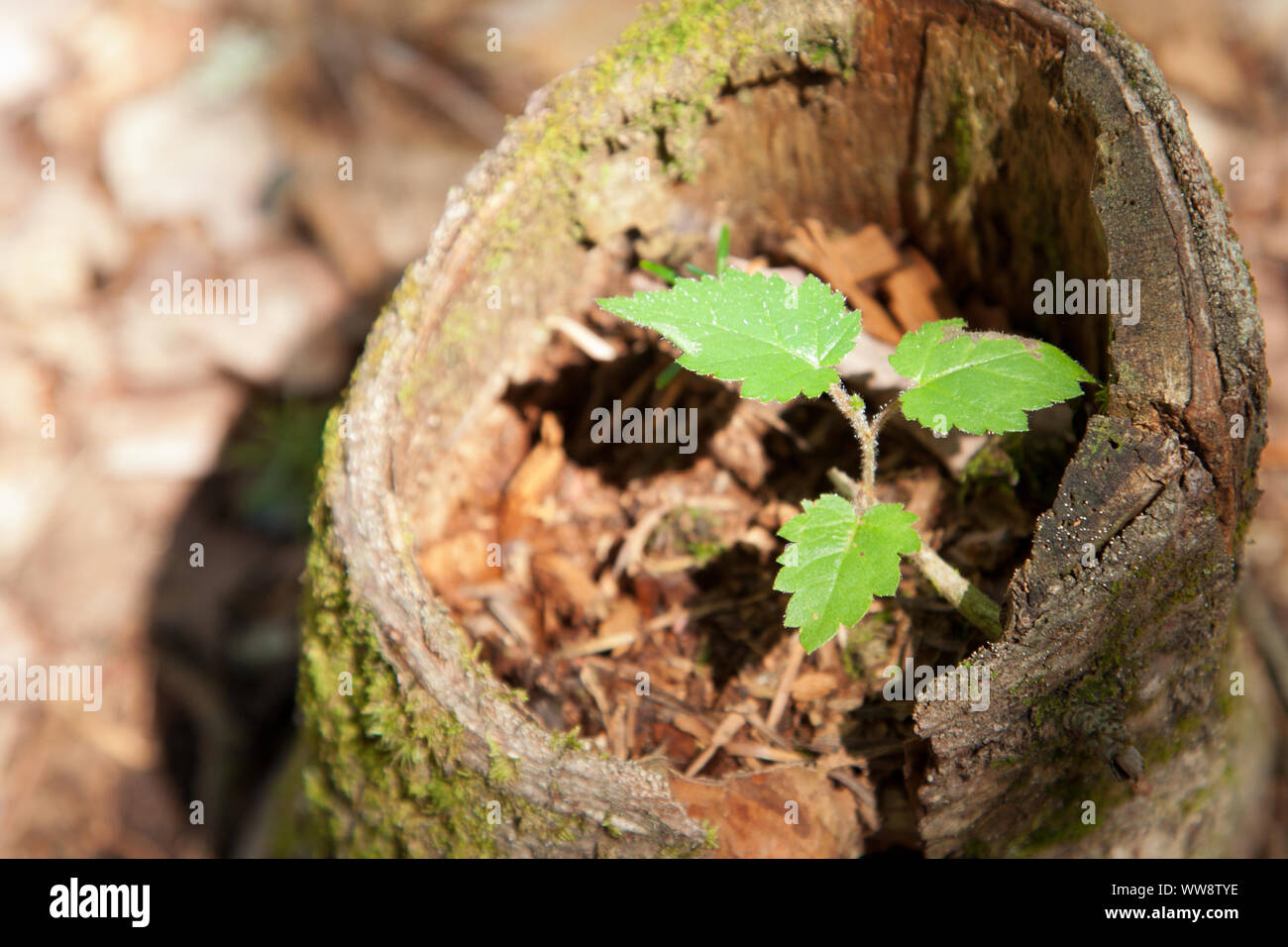 Tre foglie verdi mostrano una nuova nascita o inizio per un po' di albero che cresce all'interno di un vecchio moncone morto Foto Stock