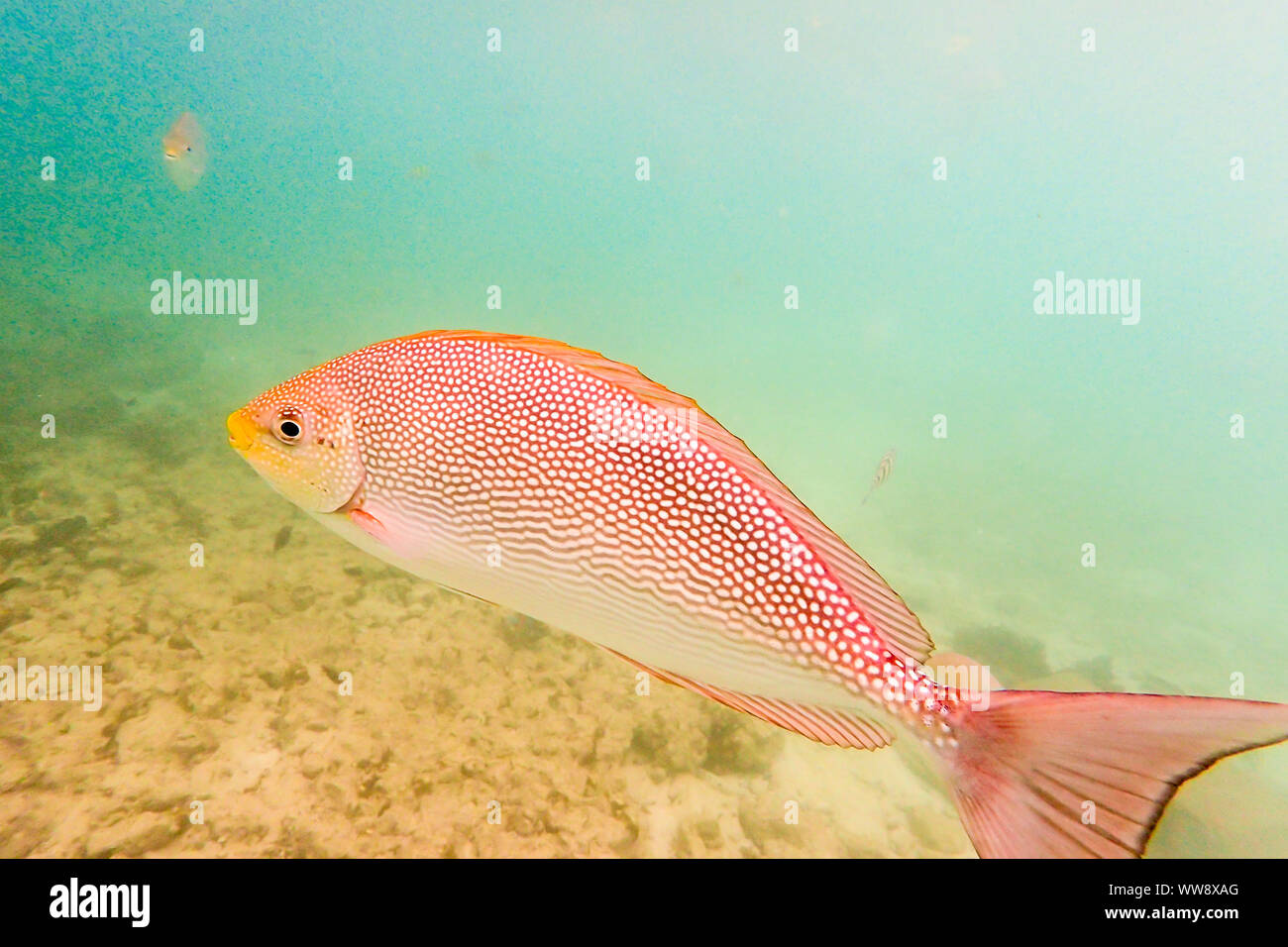 Tropical Marine fish underwater come catturata in Pulau Payar e Langkawi Malaysia Foto Stock