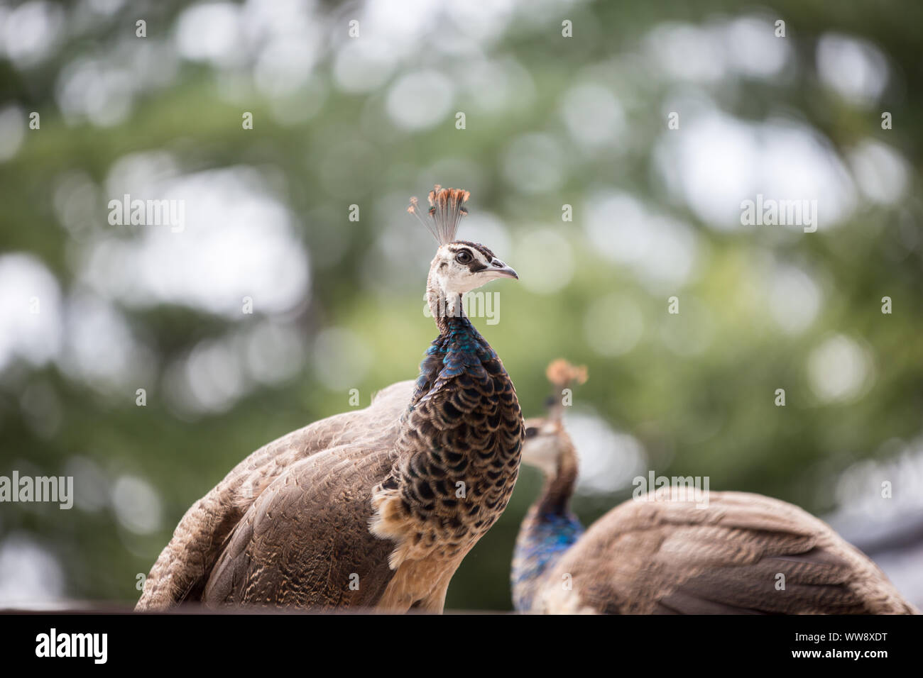 Bellissimo pavone peafowl peahen trovati in roaming Nami Island Seoul COREA DEL SUD Foto Stock