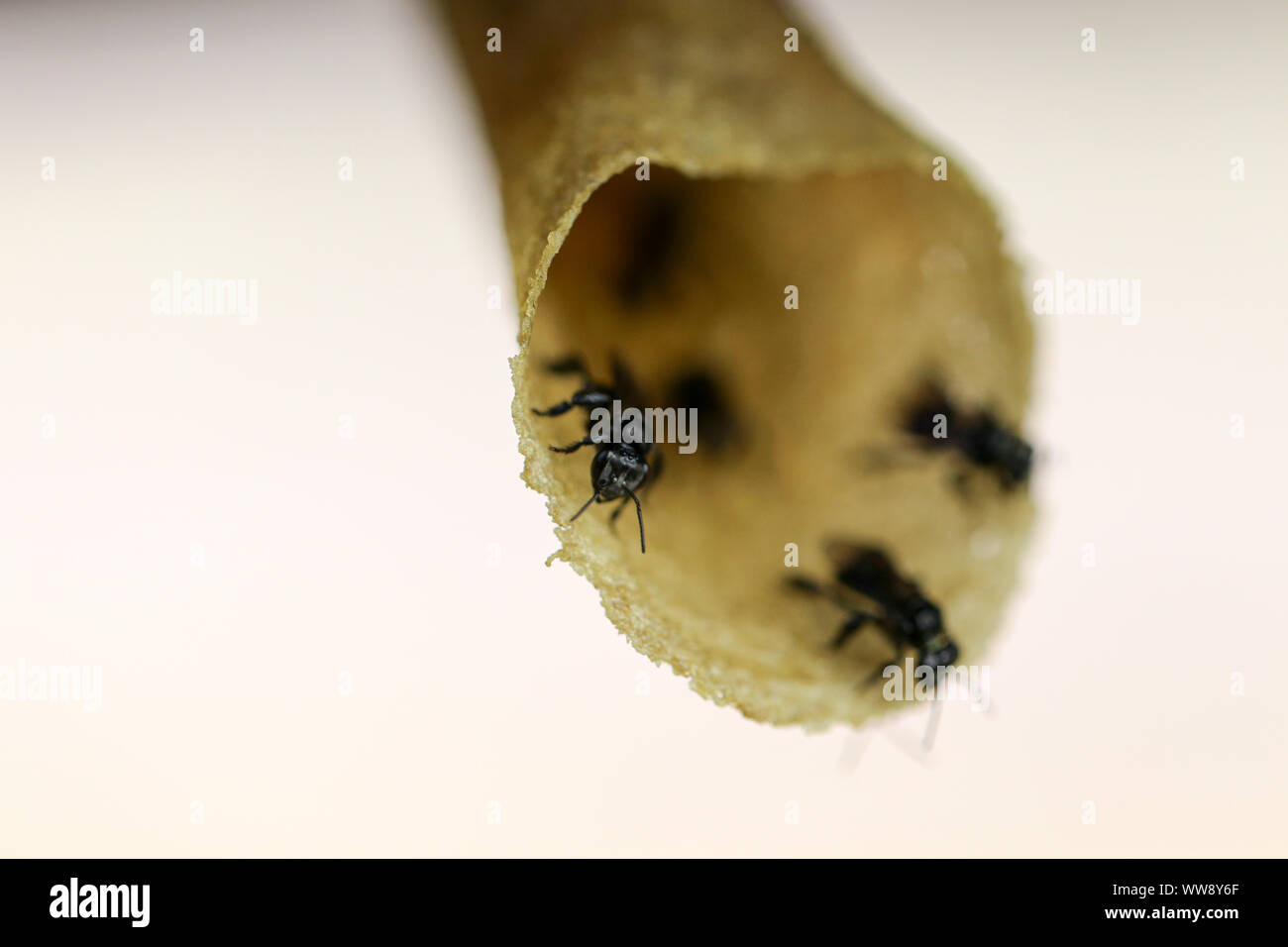 Close up vista macro di wild tropical stingless Honey Bee ad alveare Foto Stock