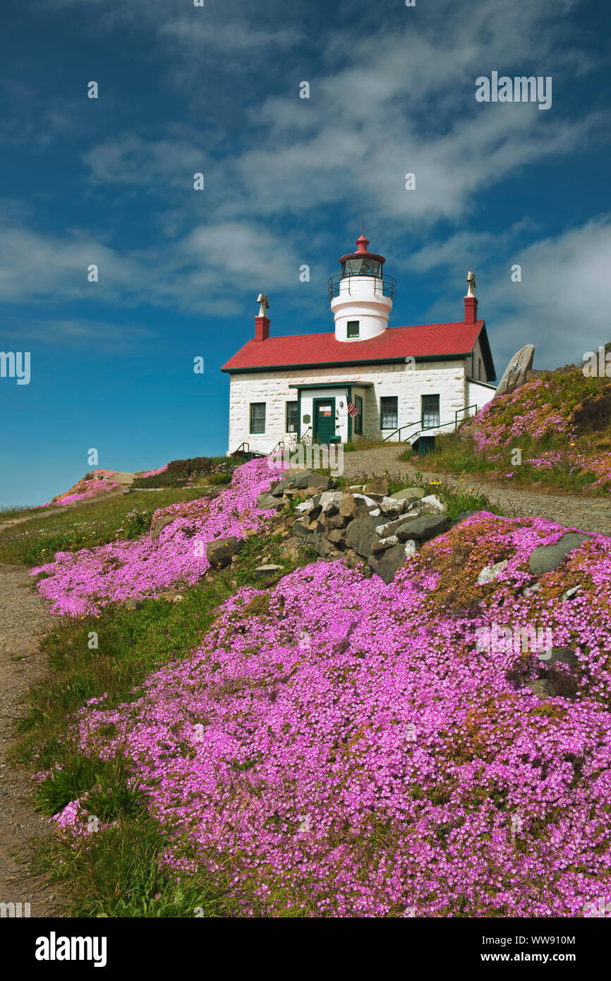 La molla fioritura della pianta di ghiaccio intorno al punto di batteria faro (1856) sul litorale del nord della California a Crescent City. Foto Stock