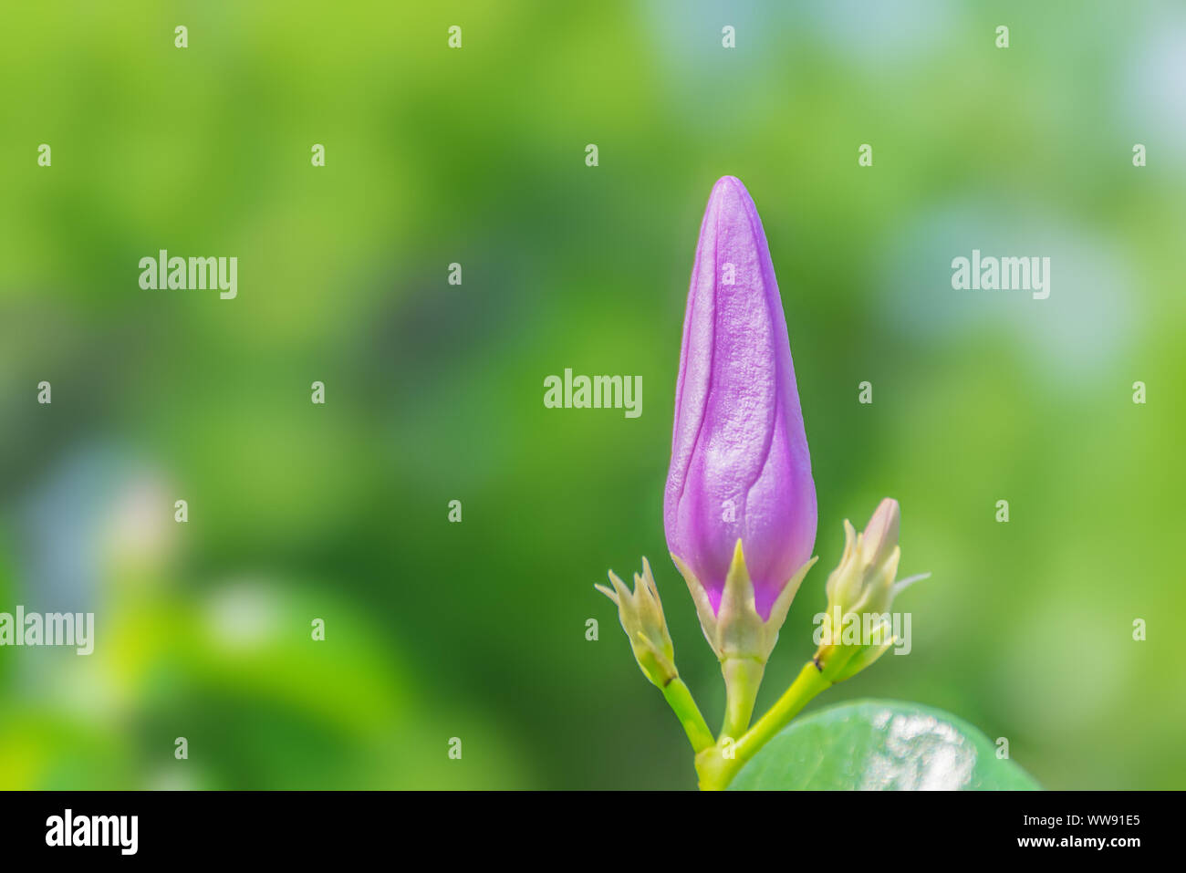 Magnifica Saritaea Duyand, viola , Bignonia Bignoniaceae ,di piante e fiori. Foto Stock