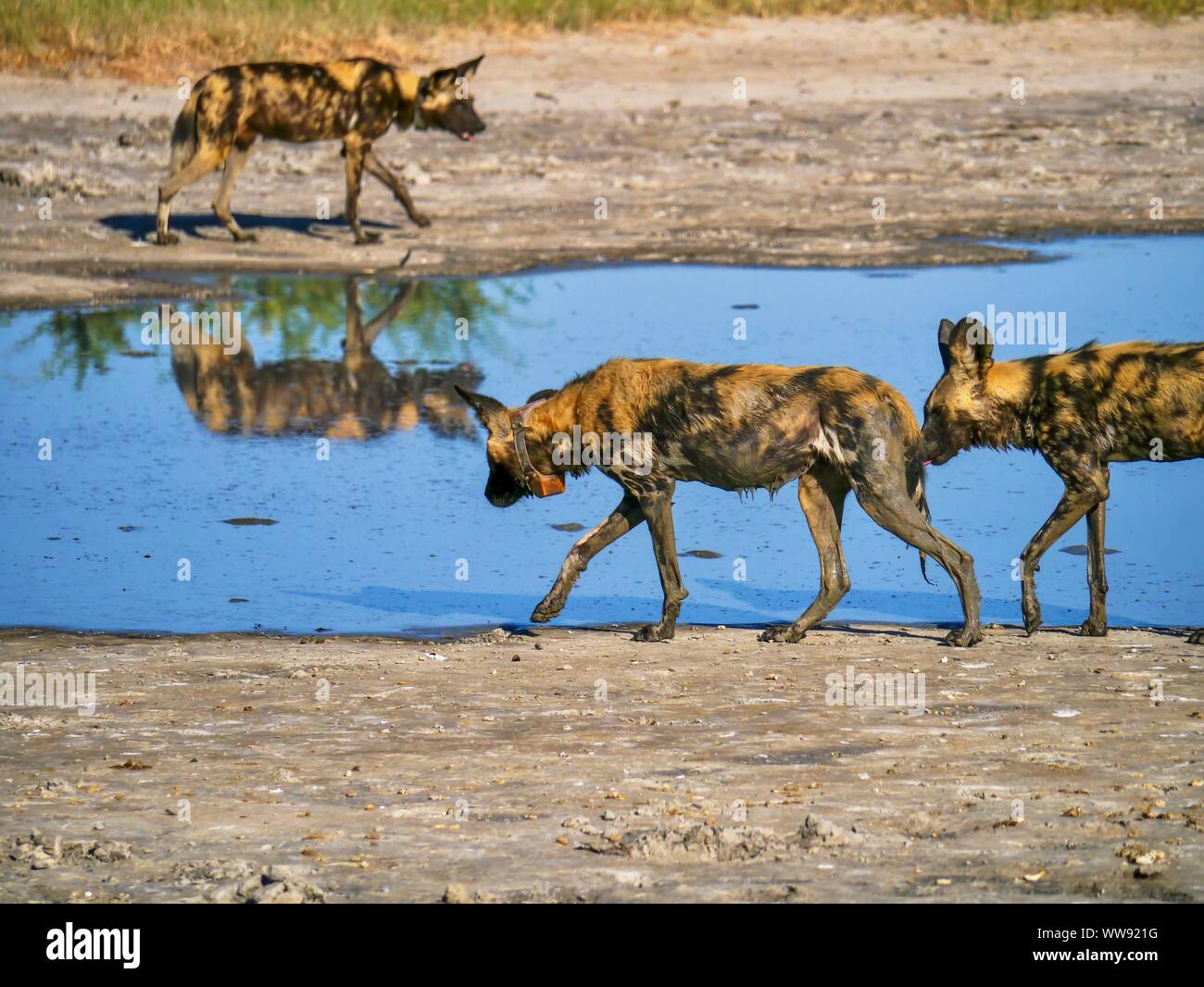 Tre africani cani selvatici (Latino - Lycaon pictus) a waterhole in Botswana. Che indossano i collari di tracking per monitorare il loro comportamento e la migrazione. Foto Stock