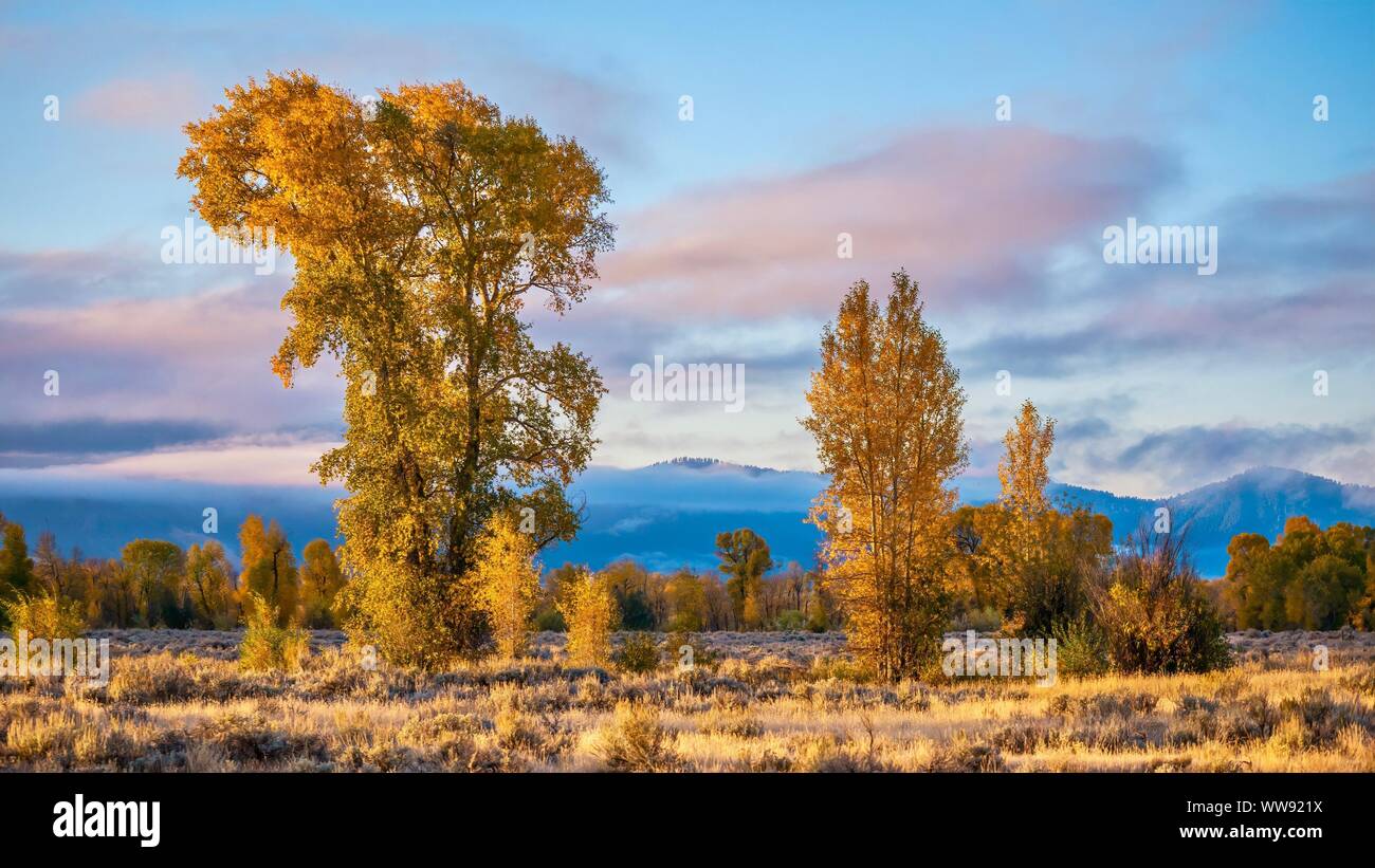 Una bella la natura in autunno in scena a Grand Teton National Park, con alti pioppi neri americani alberi con foglie di colore giallo e un cielo color pastello. Foto Stock