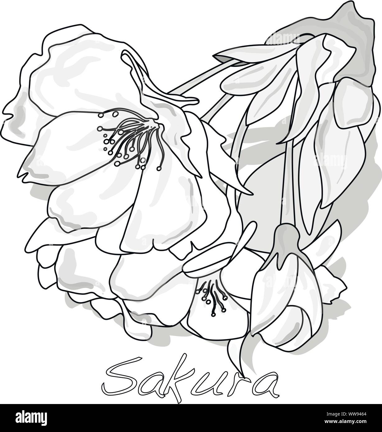 Fiore di Sakura cherry blossom illustrazione isolato. Illustrazione Vettoriale