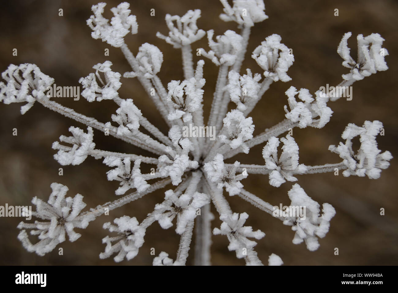 Il merletto della regina Anna è coperto di gelo invernale Foto Stock