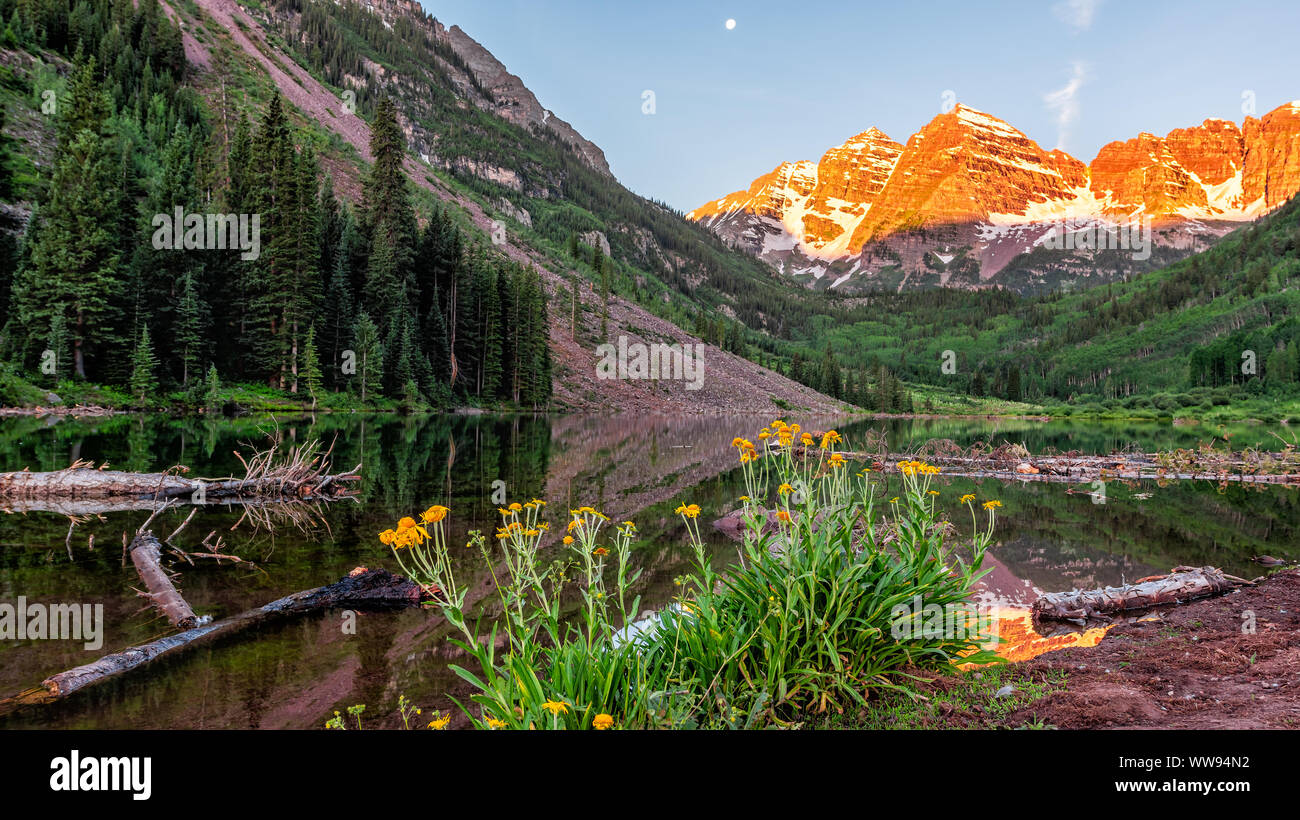 Gruppo di giallo fiori a margherita fiori selvatici in vista panoramica di Maroon Bells lago orange sunrise in Aspen Colorado con luna Foto Stock