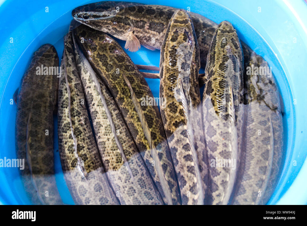 Vista dall'alto del pesce vivo Snakehead o dei Channidae (cau trau) venduti al mercato locale di Ninh Binh, Vietnam Foto Stock