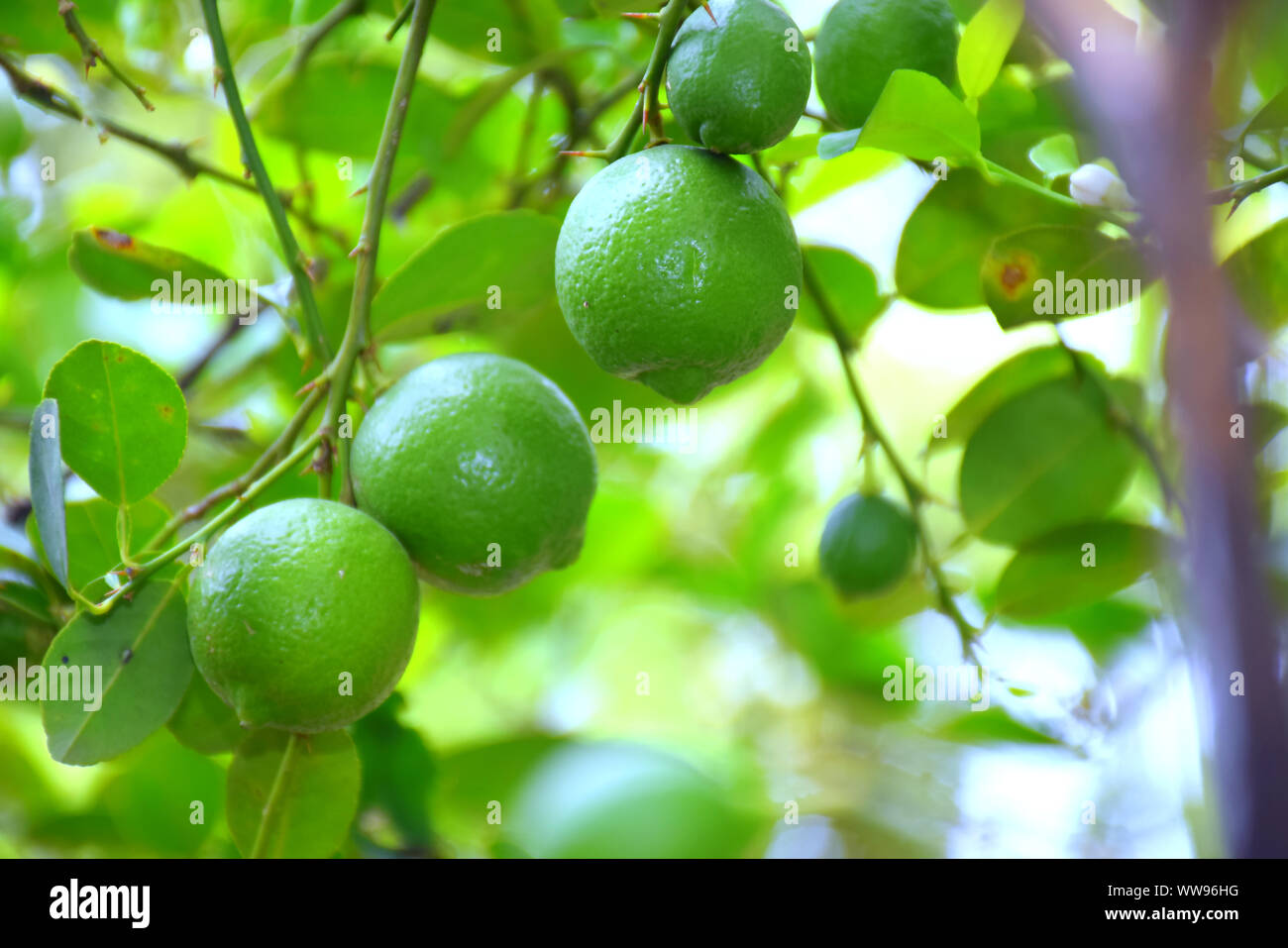 Limoni verde su un albero di limone durante la giornata di sole presso l'azienda agricola biologica Foto Stock