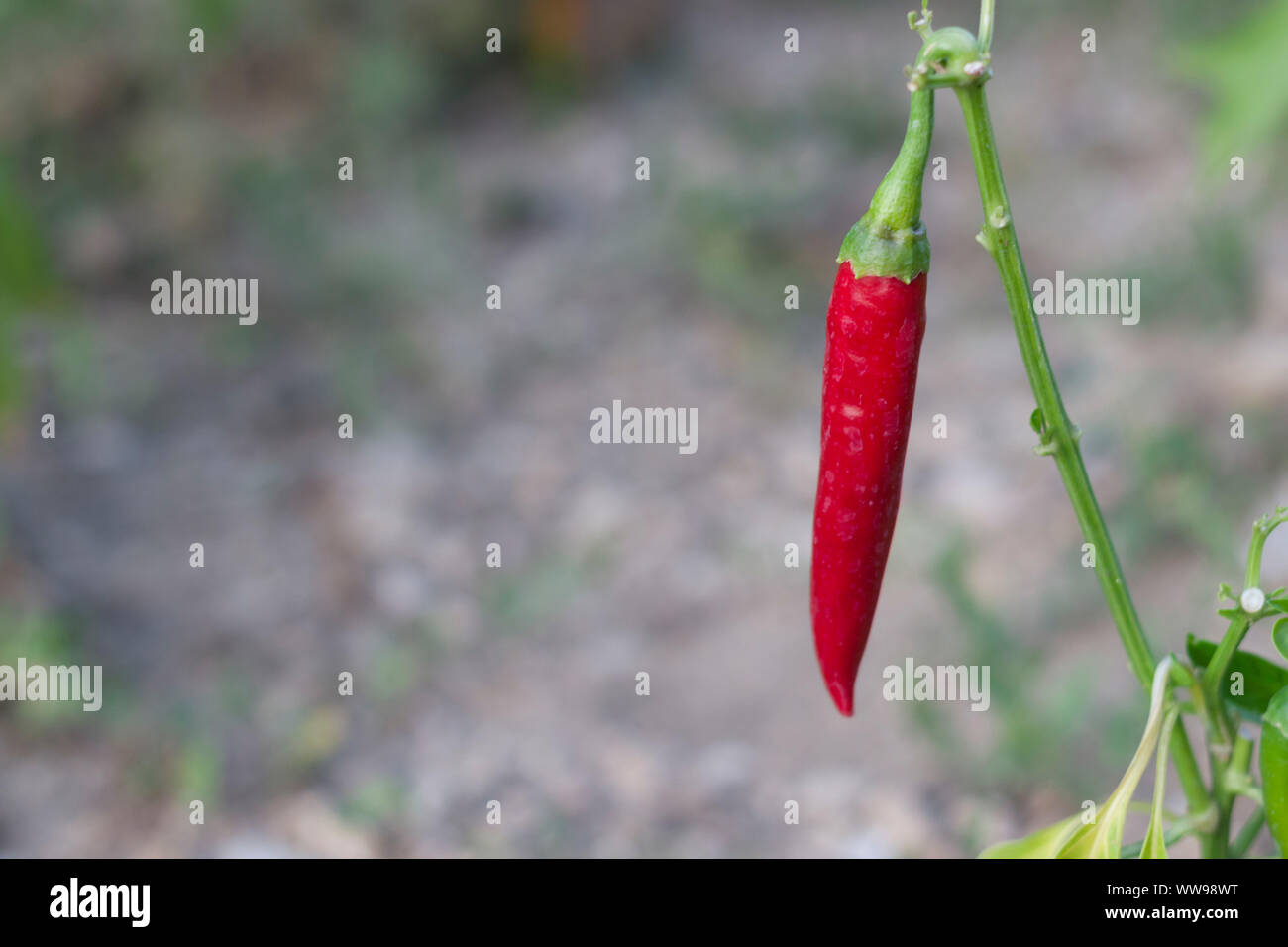 Hot red pepper si blocca su uno stelo Foto Stock