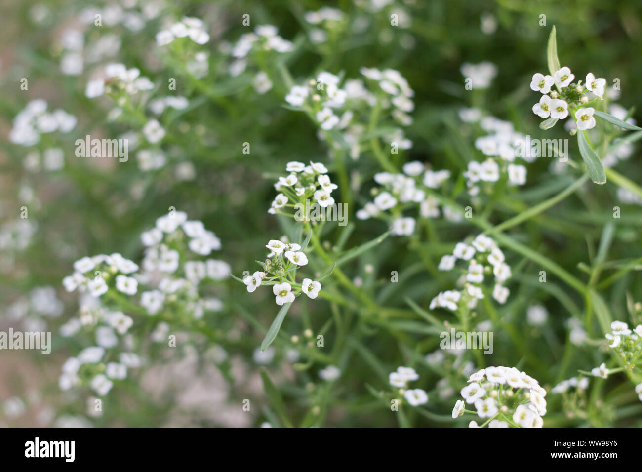 Fiori da giardino con fiori di colore bianco Foto Stock