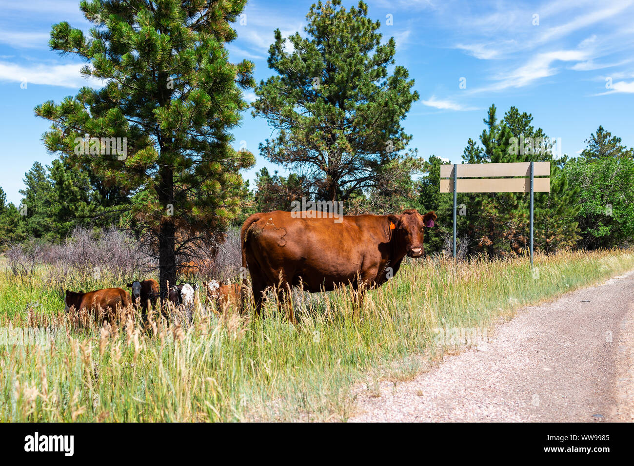 Flaming Gorge in estate in Utah Parco Nazionale con strada e molte le mucche al pascolo su erba mandria vicino al ranch Foto Stock