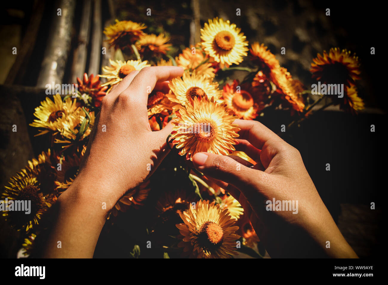Giardinaggio domestico e cura delle piante come un senso mantenere il benessere mentale sano e fare fronte alla quarantena domestica, isolamento di auto e distanziamento sociale Foto Stock