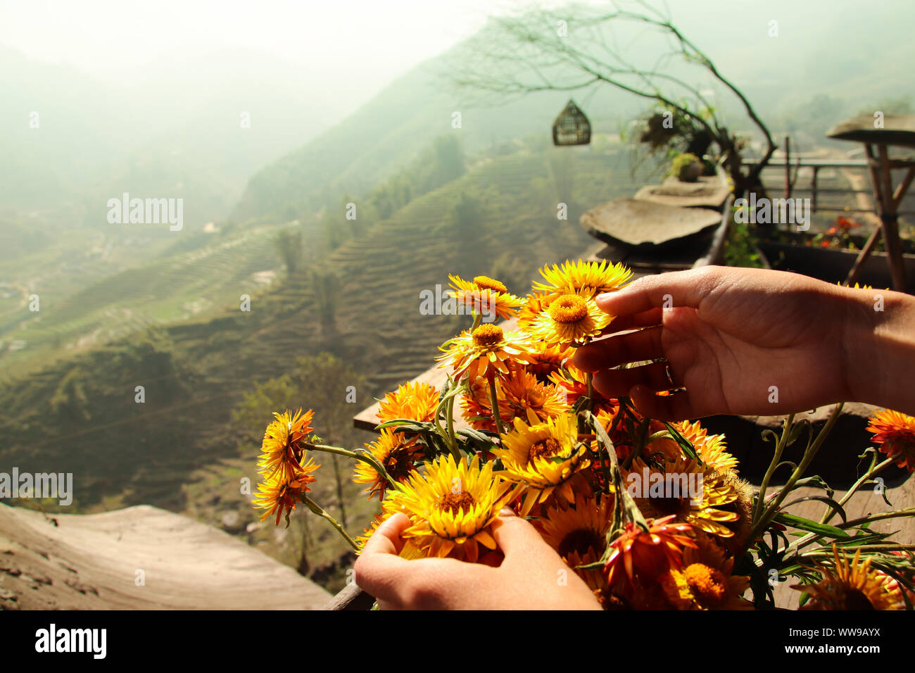 Giardinaggio domestico e cura delle piante come un senso mantenere il benessere mentale sano e fare fronte alla quarantena domestica, isolamento di auto e distanziamento sociale Foto Stock