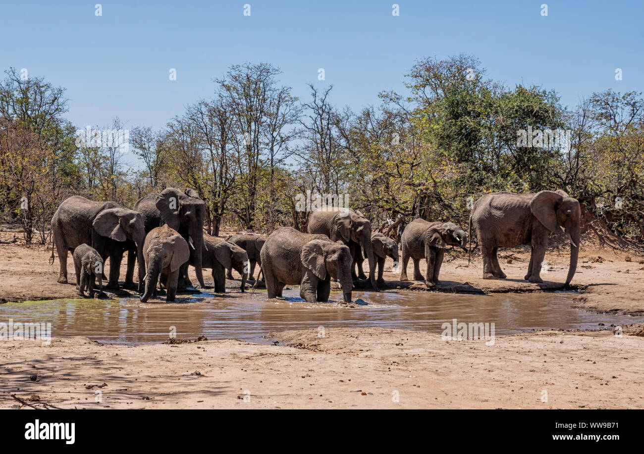Gli elefanti africani in corrispondenza di un foro waterig nel sud della savana africana Foto Stock