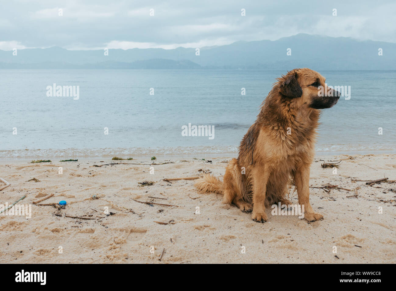 Un cane bagnato si trova sulla spiaggia di Playa Blanca, Laguna de Tota, Boyaca, Colombia, su un triste giorno di pioggia Foto Stock