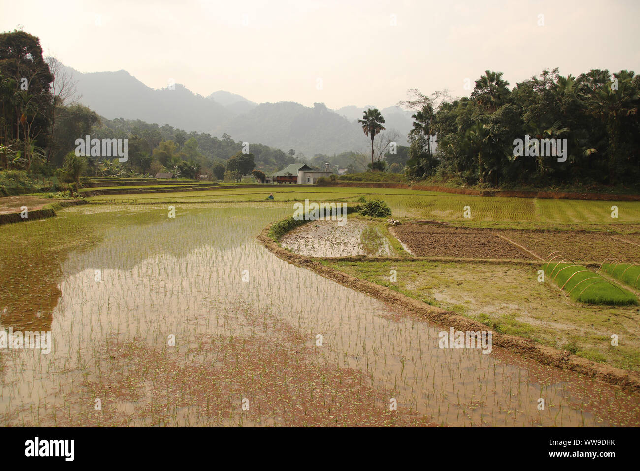 La bellezza dei campi di riso terrazzati di Ha giang, Vietnam Foto Stock